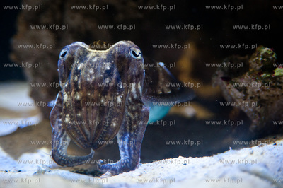 Akwarium Gdynskie Morskiego Instytutu Rybackiego -...