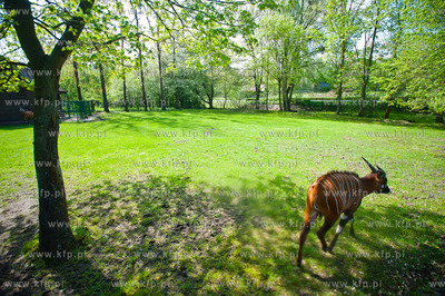 Gdansk. Oliwskie zoo.
Nz Antylopa Bongo
14.05.2013
fot....