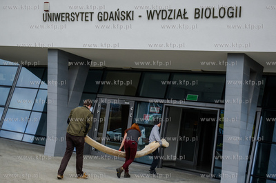 Gdansk. Uniwersytet Gdanski. Rozladunek szkieletu pletwala...
