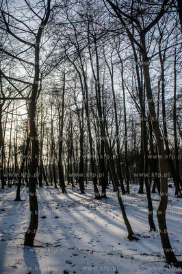 Gdańsk. Park Brzeźnieński im. J. J. Haffnera.
16.02.2017
fot....