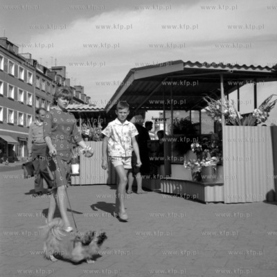 Stragany z kwiatami na placu przed Hala Targową przy...