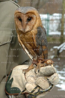 Technikum Lesne w Warcinie woj. pomorskie. Ptaszarnia,...