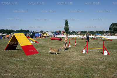 Sopocka Wystawa Psow Rasowych. W trakcie wystawy odbywaly...