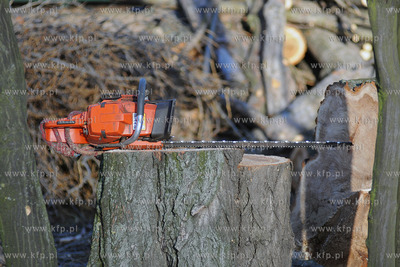 Rozpoczela sie wycinka starych, chorych i zagrazajacych...