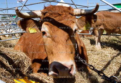 XX Pomorskie Targi Rolno Przemyslowe Pomorska Wojewodzka...