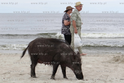 Krynica Morska. Dzik odwiedzil plaze, aby pozywic sie...