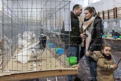Pokonkursowa wystawa gołębi oraz ptaków i drobiu...