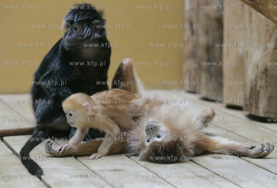 Walentynkowy nastroj udzielil sie niektorym mieszkancom...