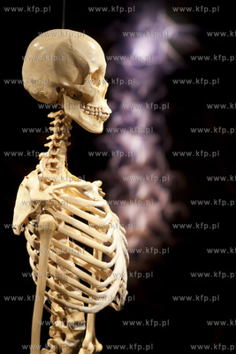 Wystawa o ciele ludzkim Human Body.
30.04.2013
fot....