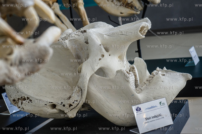 Uniwersytet Gdanski. Wydzial Biologii. Ekspozycja szkieletow...