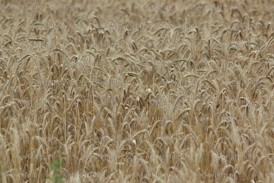 Lan zboza przy trasie Wladyslawowo - Puck
04.08.2006
Fot....