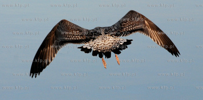 Rewa jesienia. Nz. Rybitwa19.11.2006Fot. Andrzej...