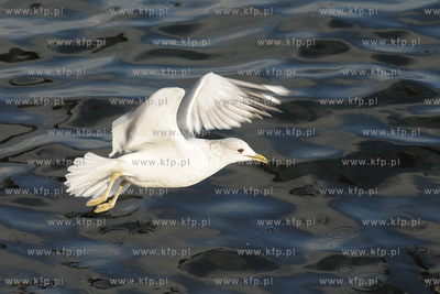 Mewa
21.02.2009
Fot. Andrzej J. Gojke / KFP