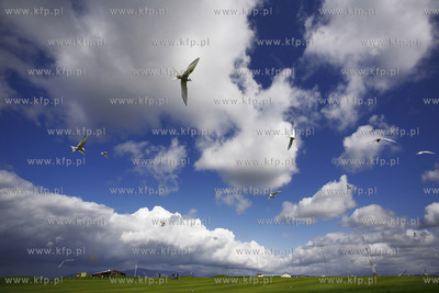 Islandia krajobraz wyspy, Reykjavik pole golfowe, czerwic...