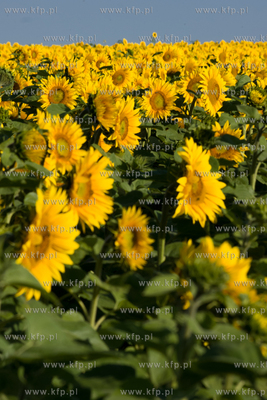 Sloneczniki z Ogrodzienca. 24.07.2012 fot. Pawel Marcinko...