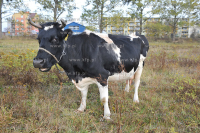 Miejskie pastwisko. Krowy pasace sie w Gdansku Kokoszkach...