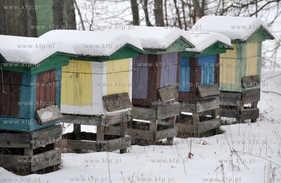 Zimowa pasieka w Sulminie na Kaszubach. 8.01.2010 Fot....