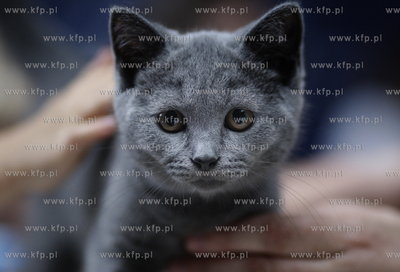 Sopot. Miedzynarodowa wystawa kotow. 07.08.2010 fot....