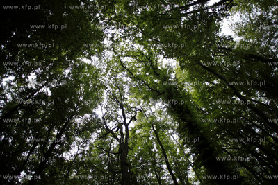 Sopot. Las.13.06.2012fot. Krzysztof Mystkowski...