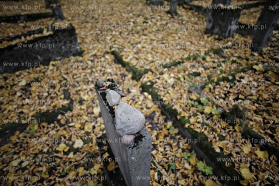 Sopot. Zydowski cmentarz.
24.10.2012
fot. Krzysztof...