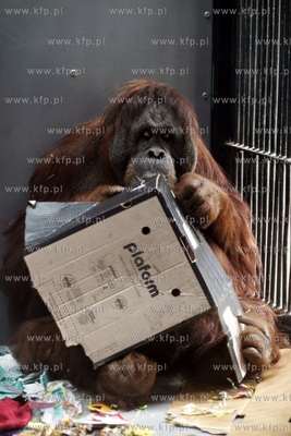 Gdanskie Zoo. 40 urodziny orangutanow Rai i Alberta.
26.03.2013
fot....