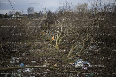 Wycinka drzew przy ul. Kochanowskiego w Gdańsku.
28.02.2017
fot....