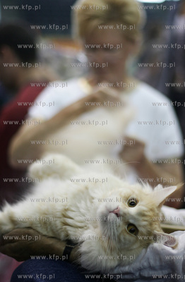 Wystawa kotow rasowych w Sopocie. Nz kot Main Coone.
23.07.2005
fot....