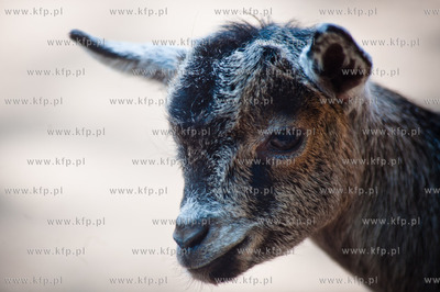 Gdansk. Oliwskie zoo.
Nz Koza Karlowata
14.05.2013
fot....