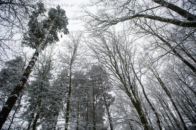 Sniezny zimowy dzien nad jeziorem Otominskim.
21.01.2016
fot....