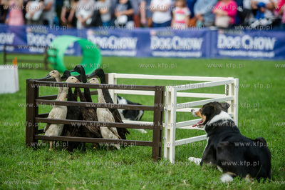 Sopot. Łazienki Połnocne. Zawody Latających Psów.
Nz...