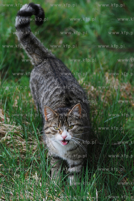 Dzikie koty  1.05.2007 Fot. Andrzedj J. Gojke / KFP