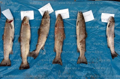 Na rzece Slupi od polnocy mozna odlawiac trocie i lososie,...