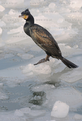 Kormoran na zamarznietych wodach Zatoki Gdanskiej w...
