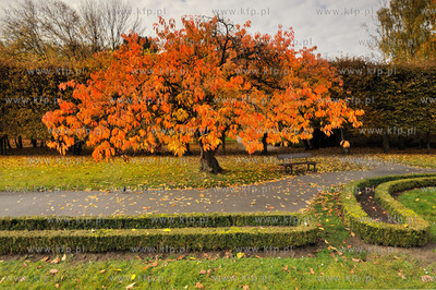 Gdansk Oliwa Park. Fragment parku z basenem parkowym.Poczatkiem...