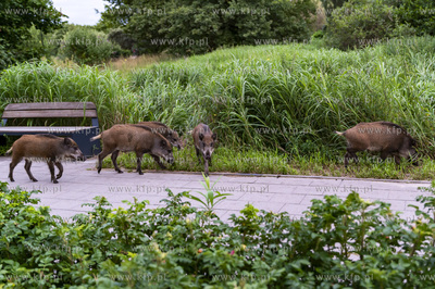 Gdańsk, Park Prezydenta Ronalda Reagana. Dziki spacerujące...