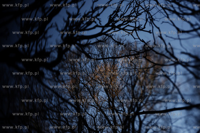 Park oliwski. Drzewa.
31.01.2011
fot. Krzysztof Mystkowski...