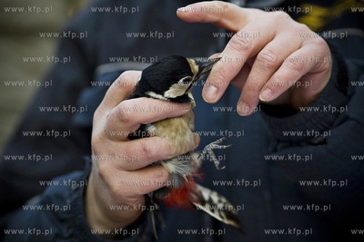 Oliwskie zoo. Obrączkowanie ptaków. Nz. dzięcioł.
03.01.2016
fot....