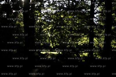 Berlin stolica Niemiec. Nz.Volkspark Hasenheide.20.07.2011...