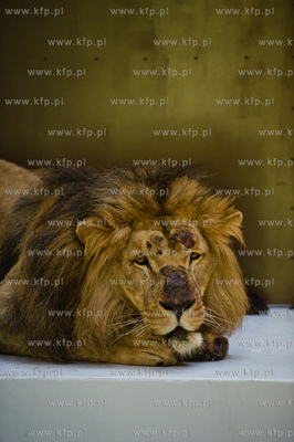 Gdansk. Oliwskie Zoo. Przyjazd czterech lwow, trzech...