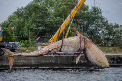 Port Wojenny na Helu. Akcja podnoszenia i transportu,...