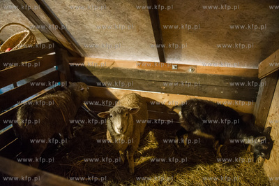 Gdansk. Zywa szopka Bozonarodzeniowa przy kosciele...