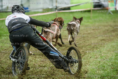 Przywidz. Puchar Polski w Wyscigach Psich Zaprzegow.
Nz...