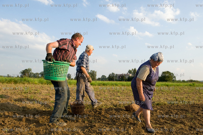 Jankowice Nz. Zbior ziemniakow. 28.08.2009 fot. Maciej...