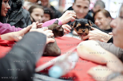 Swiatowy Dzien Kota w Galerii Baltyckiej. Obchodom...