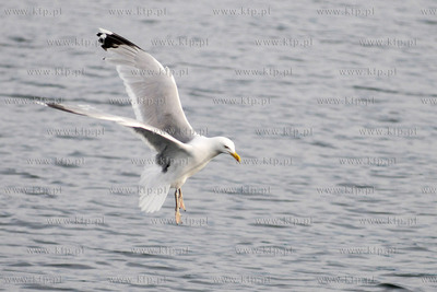 Mewa.
15.07.2012 fot. Andrzej J. Gojke / KFP