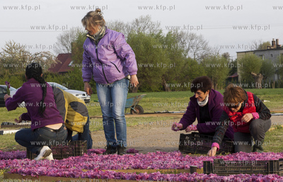 Mokry Dwor - przygotowania do Zulawskiego Tulipna....