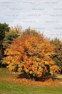 Gdansk. Park Ronalda Reagana.
16.10.2013
fot.Krzysztof...