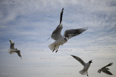 Molo w Sopocie.
14.03.2017
fot. Krzysztof Mystkowski...