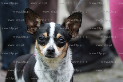 Góra Gradowa. Flagi dla mieszkańców i turystów...