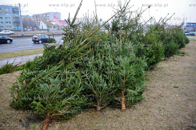 Gdansk. Sprzedaz choinek na osiedlu Chelm. 
23.12.2011
fot....